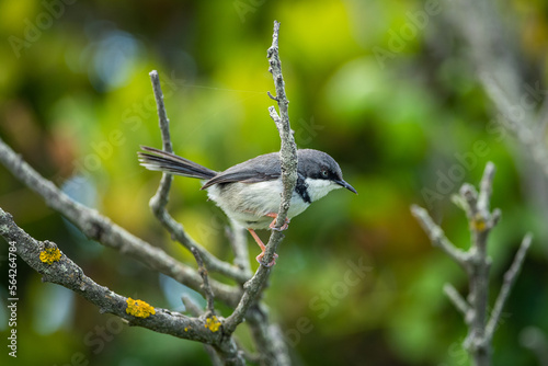 Bar throated apalis on a small branch photo