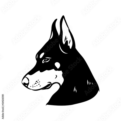 Doberman, dog, black and white vector illustration. Portrait. The head of a domestic animal. Tattoo. Clipart, laser cutting. Stock image isolated on white background.