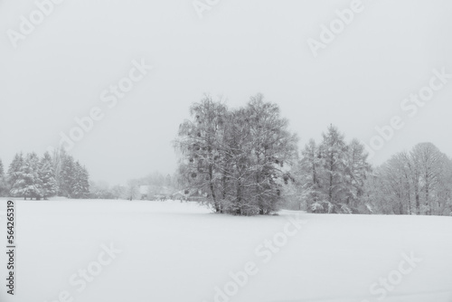 trees in snow © TomKlar