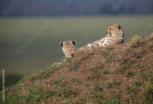 Cheetah cubs on a hill during the day photo