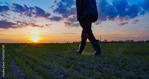 Farmer walks through a young wheat green field during sunset. Bottom view of a man walking in rubber boots in a farmer's field at sunset. Human walking on agriculture field