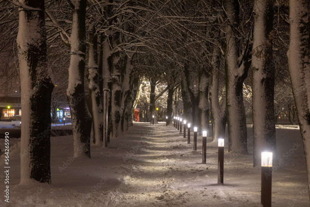 Snow-covered trees in a park in Kaliningrad at night