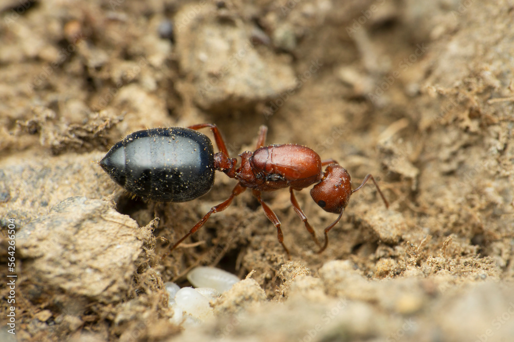 Red queen ant, Satara, Maharashtra, India