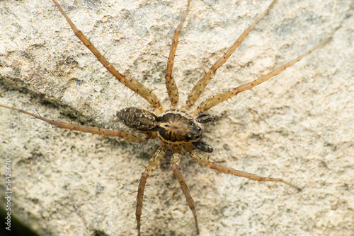 Indian wolf spider, Lycoside sp, Satara, Maharashtra, India