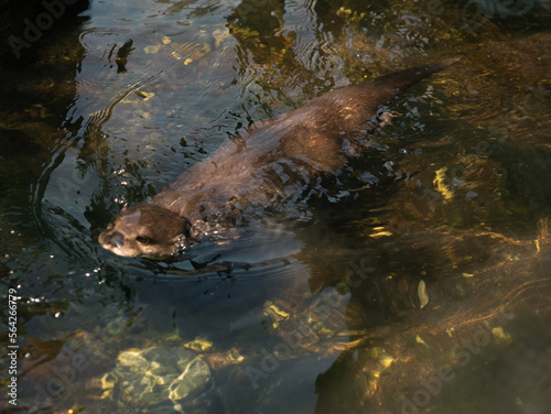 An otter diving right under the surface of the water