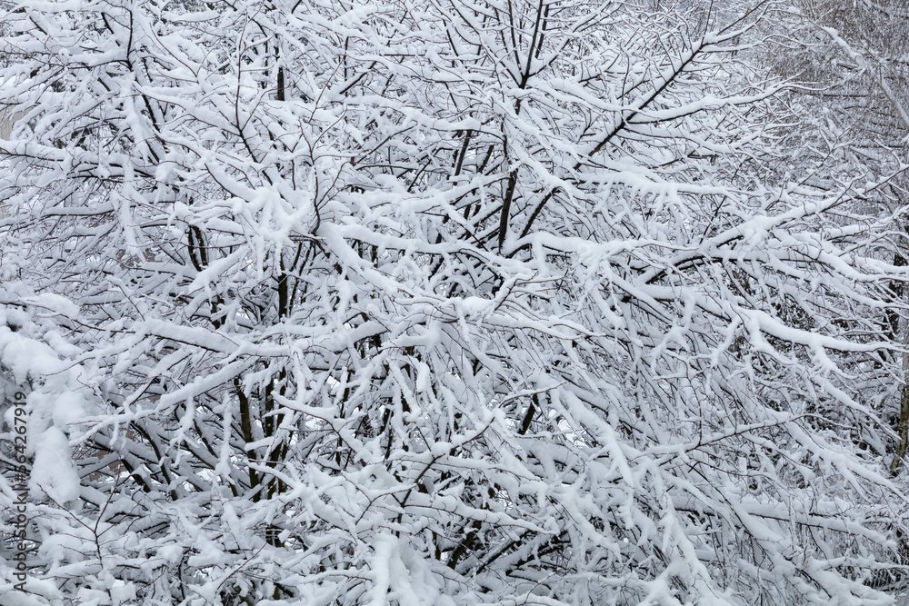 snow covered branches of tree snow covered branches of tree