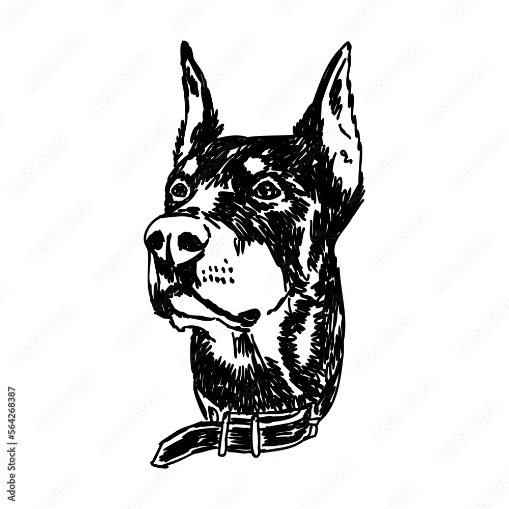 Obraz premium Doberman, dog, black and white vector illustration. Portrait. The head of a domestic animal. Tattoo. Clipart, laser cutting. Stock image isolated on white background.