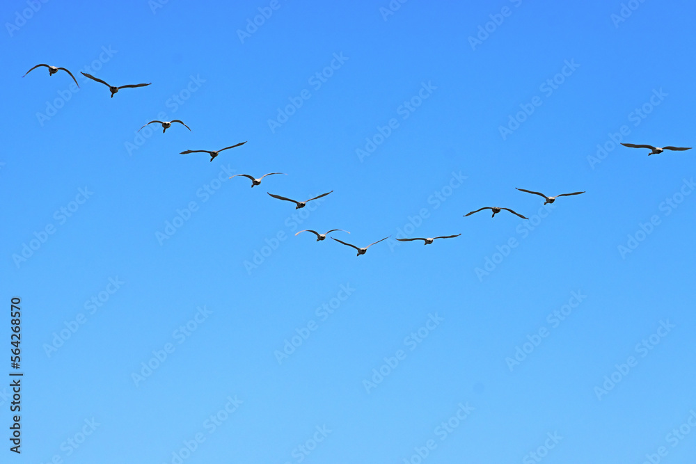 V字で飛んで行く白鳥 V字で飛んで行く白鳥