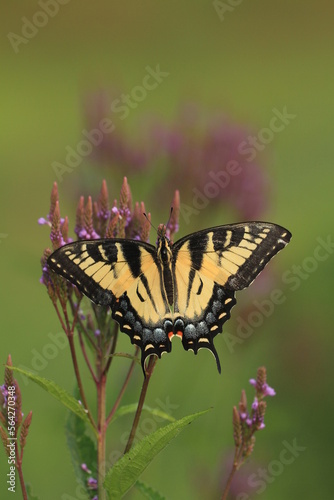 eastern tiger swallowtail butterfly female (papilio glaucus) on blue vervain (Verbena hastata)