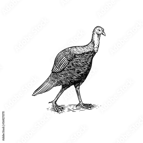 Turkey bird. Hand drawn hen. Engraved Farm animal. Old monochrome sketch. Domestic poultry. Retro template.
