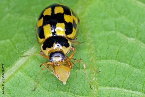 Propylea quatuordecimpunctata common predatory ladybird (Coccinellidae) with a hunted aphid. photo