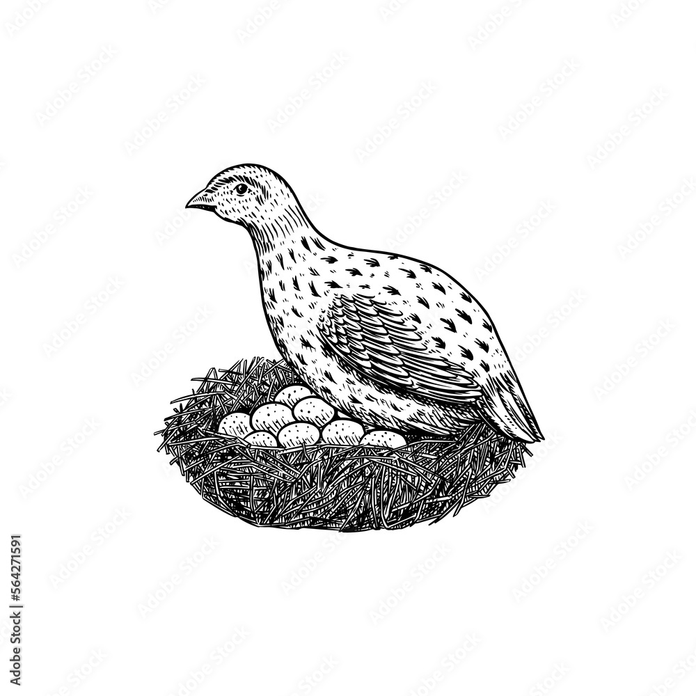 Common quail bird and nest with eggs. Hand drawn hen. Engraved Farm