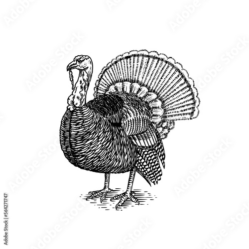 Turkey bird. Hand drawn hen. Engraved Farm animal. Old monochrome sketch. Domestic poultry. Retro template.