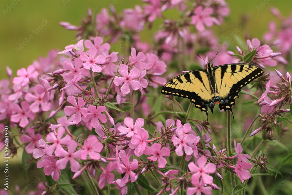 Eastern tiger swallowtail butterfly female (papilio glaucus) on prairie phlox (phlox pilosa) Eastern tiger swallowtail butterfly female (papilio glaucus) on prairie phlox (phlox pilosa)