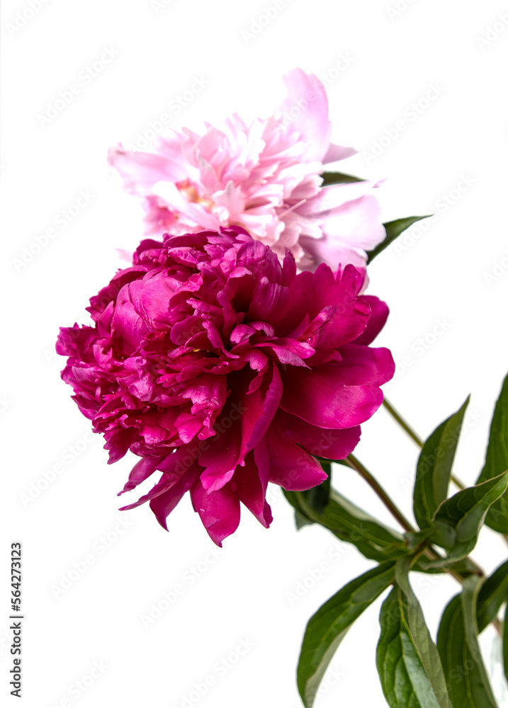 burgundy peony flower isolated on white background burgundy peony flower isolated on white background
