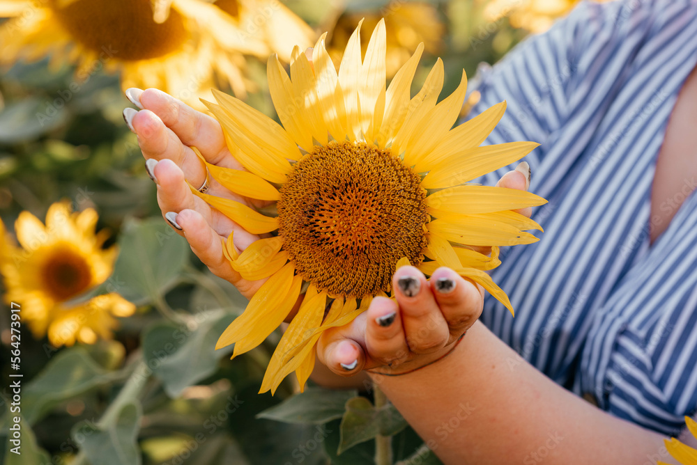 Fototapeta premium Beautiful sunflower in hands on sunny nature background. High quality photo