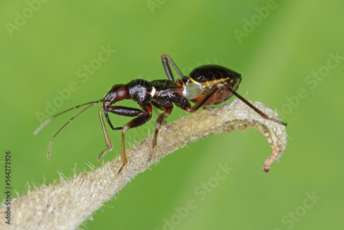 Young predatory larva, nymph of Reduviidae.