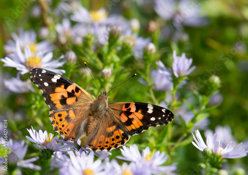 Painted Lady on flower, image 3