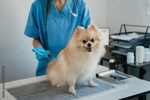Veterinary laboratories - Injection dogs.