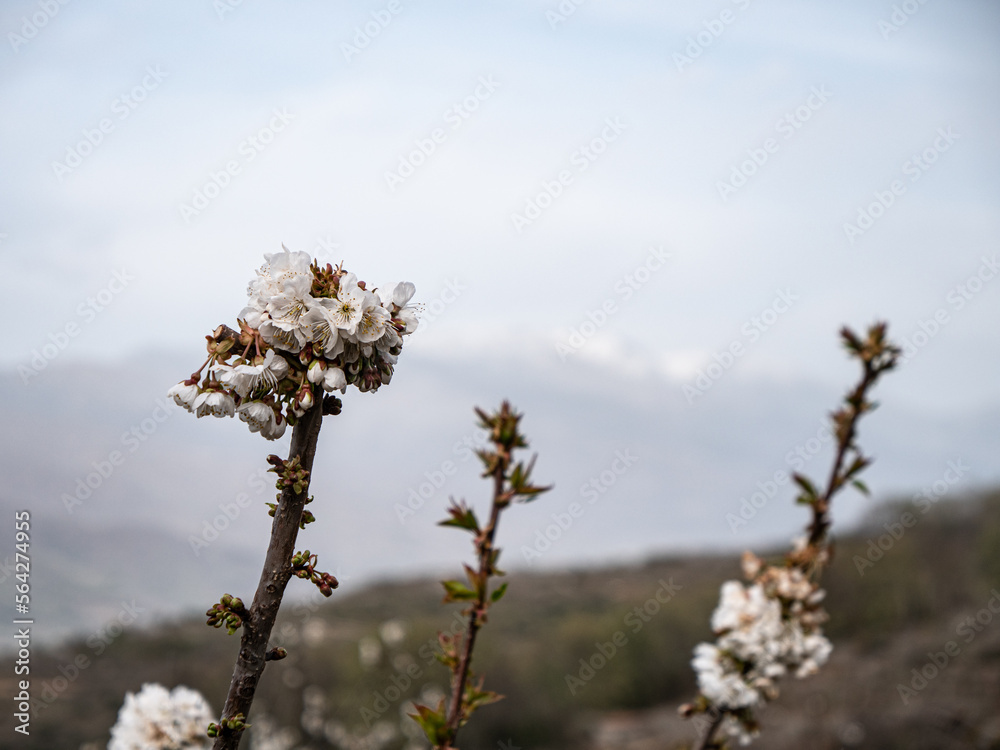 Cherry blossom. Flower photography Cherry blossom. Flower photography