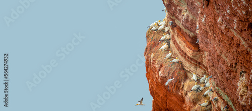 Banner with wild nesting north Atlantic gannets with young chicks at red sandstone cliffs island Helgoland, biggest rookery in Germany at sunset colors and copy space blue sky background