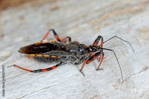 Rhynocoris annulatus, an Assassin bug on wood. It is a predatory bug that hunts a variety of small invertebrates, including pests © Tomasz