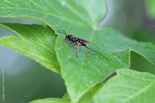 Hymenoptera from the family Ichneumonidae - ichneumon wasps or ichneumonids. They are parasitoids (a type of parasite) of various insects. © Tomasz