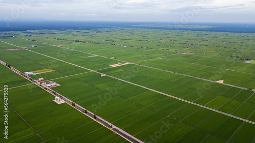 Aerial view of Green fields with paddy during planting season.