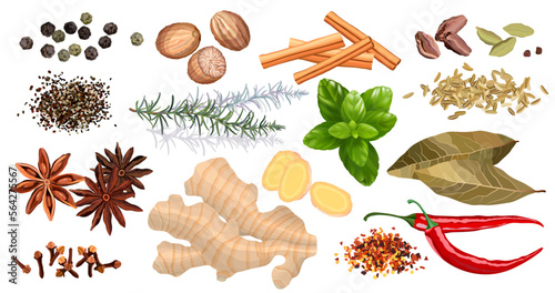 Set of various spices and herbs top view vector illustration