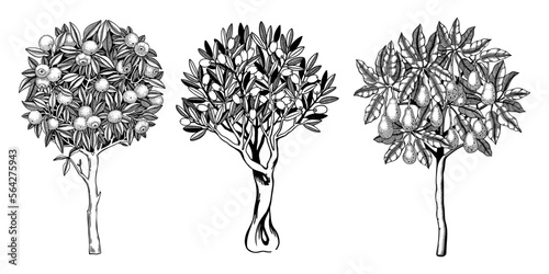 Sketched trees set with decorative fruit, leaves and branches in engraving style. Hand-drawn yuzu, avocado and olive illustrations collection. Botanical drawings collection.