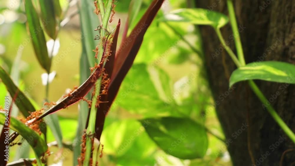 a red ant clamps a leaf using its jaws used as a bridge a red ant clamps a leaf using its jaws used as a bridge