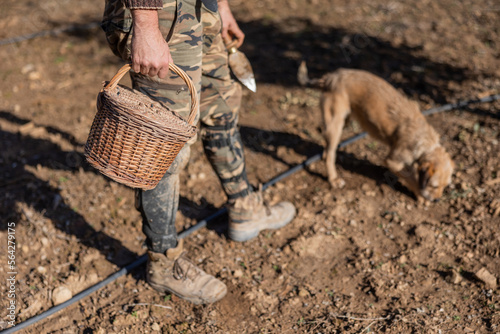 A truffle farmer hold a basket during black truffle recollection.