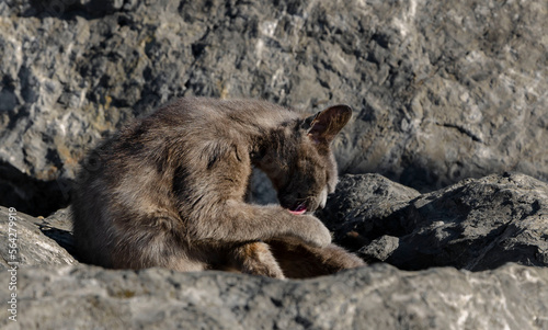 the gray cat is located among the stones and is busy putting himself in order