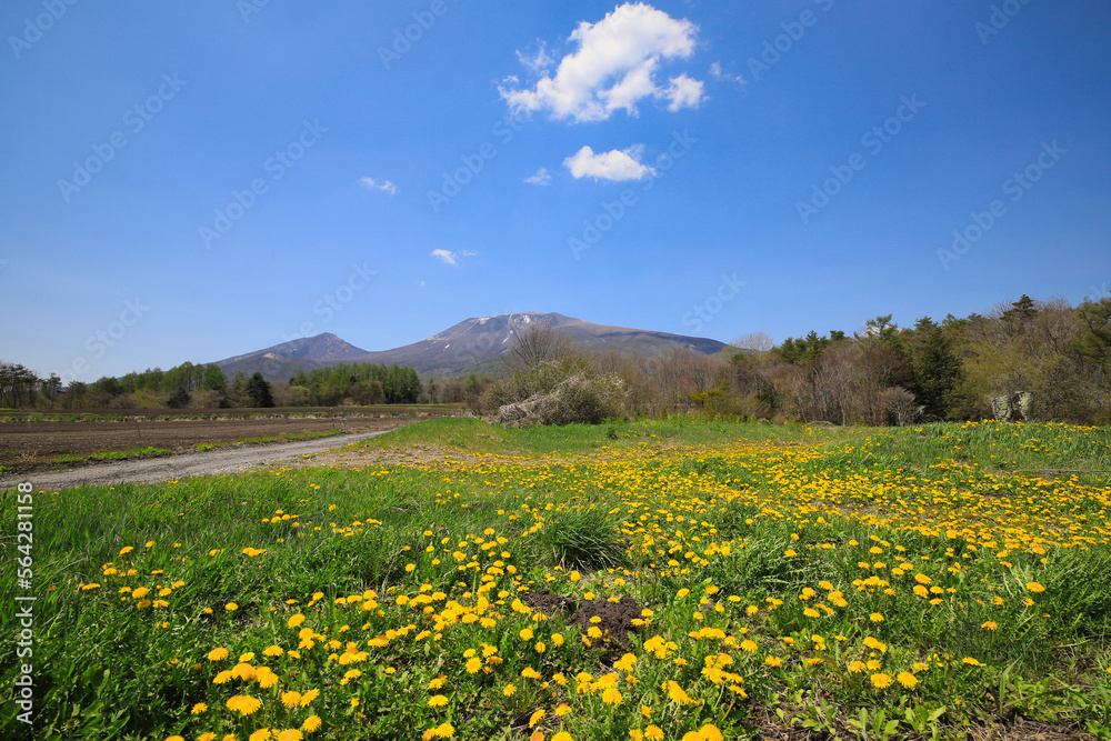 Mount Asama and dandelions in full bloom of spring, Nagano, Japan
