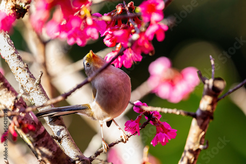 Beautiful bird, Blue-winged Minla (Siva cyanouroptera) minla, also known as the blue-winged Siva, is a species of bird in the family Leiothrichidae.Bird in Cherry blossoms flower Chiang Mai Thailand photo
