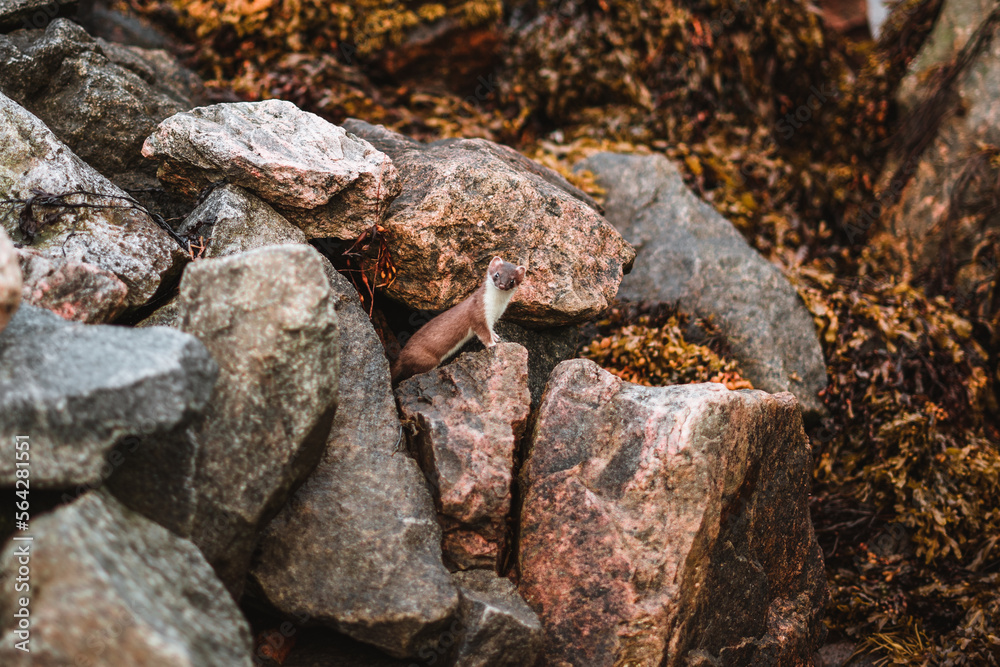 Fototapeta premium Wild ferret sitting on some rocks in Norway