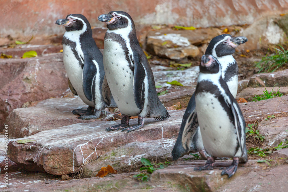 Fototapeta premium Penguin colony . Flock of Humboldt Penguins