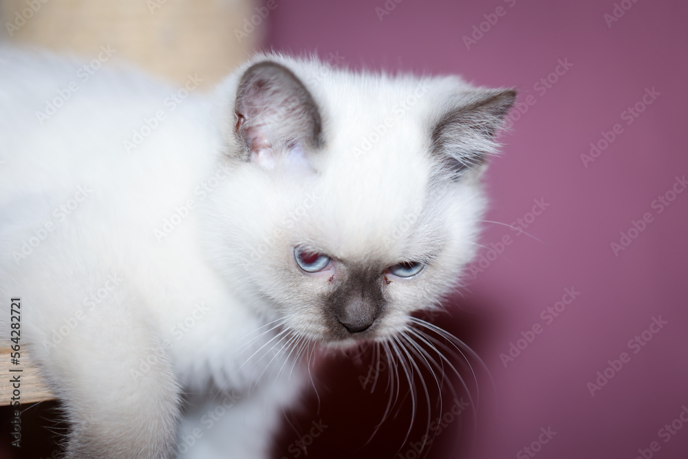 Portrait einer kleinen Britisch Langhaar Katze. Nahaufnahme eines Katzenbabys.