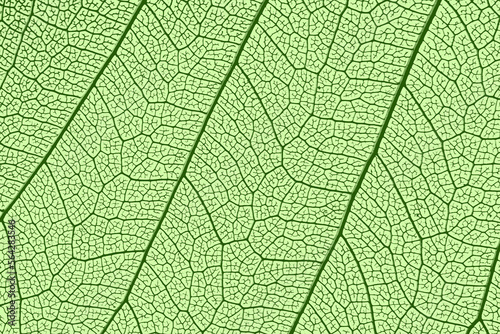 leaf texture, leaf background with veins and cells - macro photography © Vera Kuttelvaserova