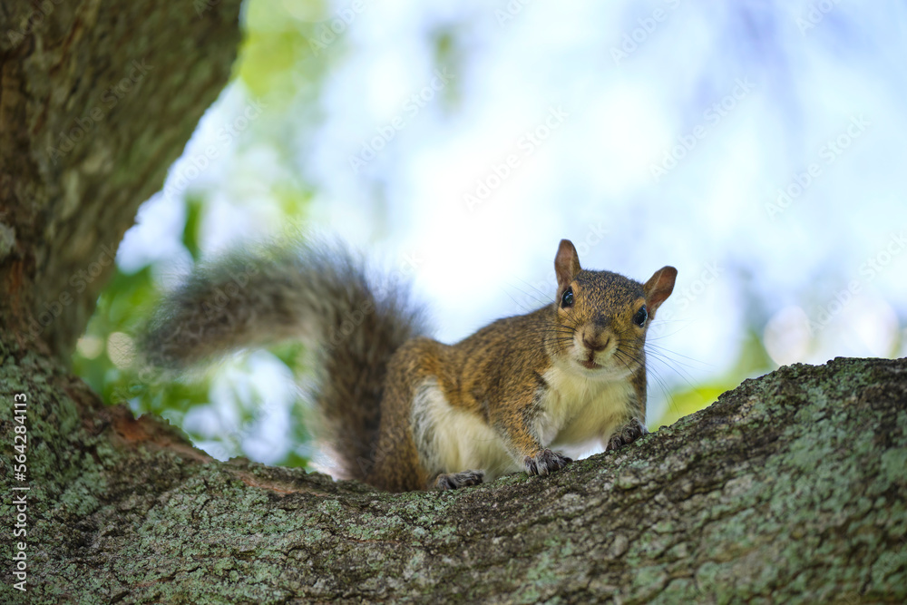 Beautiful wild gray squirrel climbing tree trunk in summer town park Beautiful wild gray squirrel climbing tree trunk in summer town park