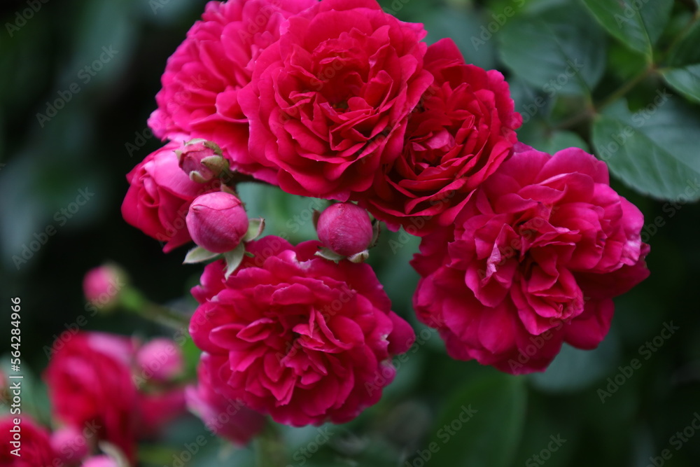 pink rose bush pink rose bush