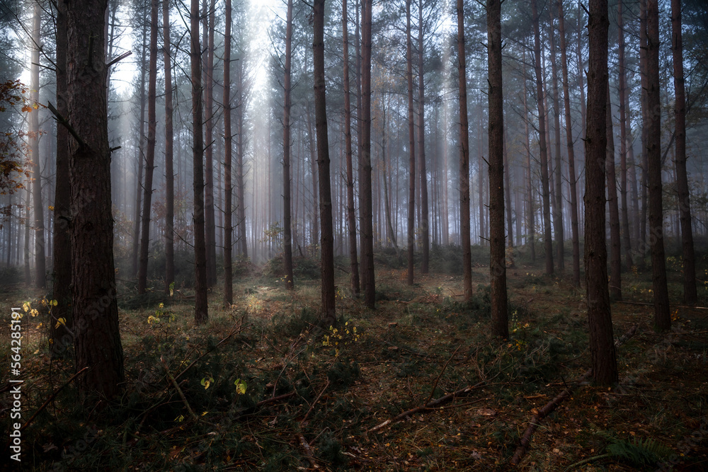 Dark misty pine forest