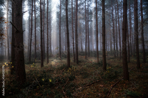 Dark misty pine forest