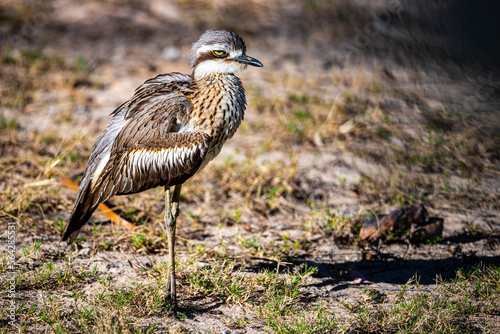 portrait of unique Bush Stone-Curlew (Burhinus grallarius) - characteristic bird of magnetic island near townswille in queensland, australia photo