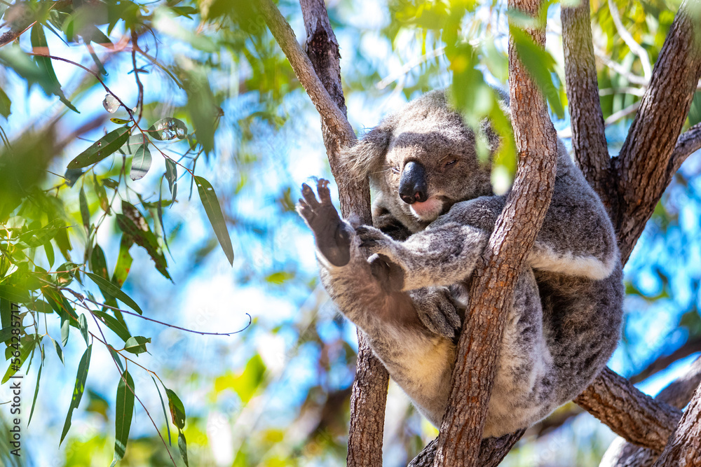 Fototapeta premium sweet wild koala sleeping on eucalyptus on kangaroo island in south australia, famous island full of koalas and wildlife