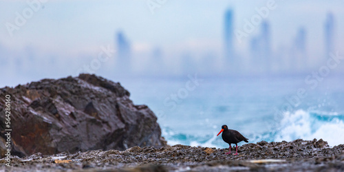 Photos sooty oystercatcher on rocks at point danger overlooking massive skyscrapers in