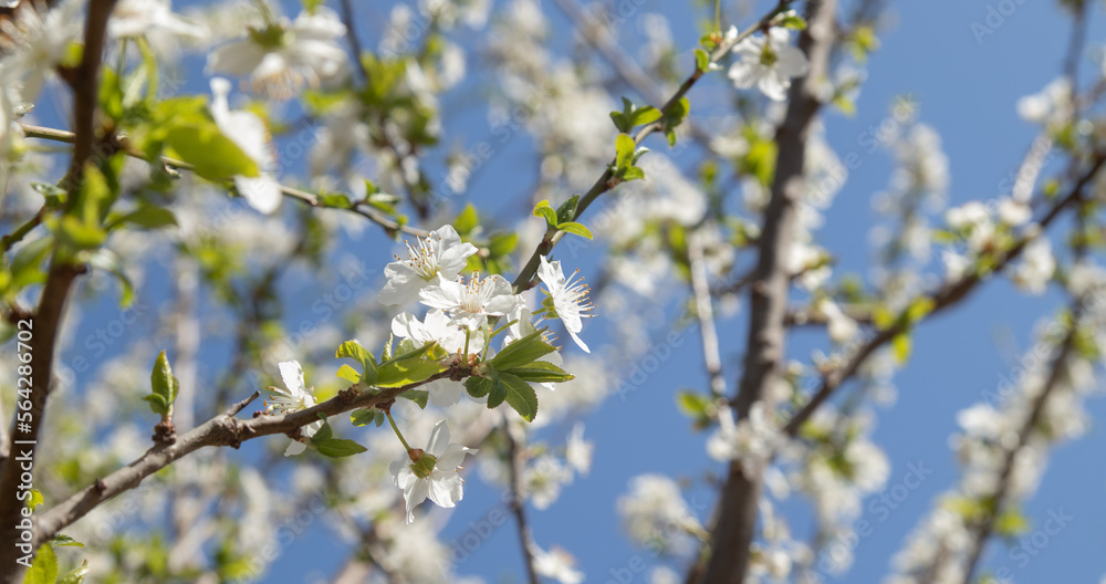 Spring bloom white flowers. Cherry blossom twigs Spring bloom white flowers. Cherry blossom twigs