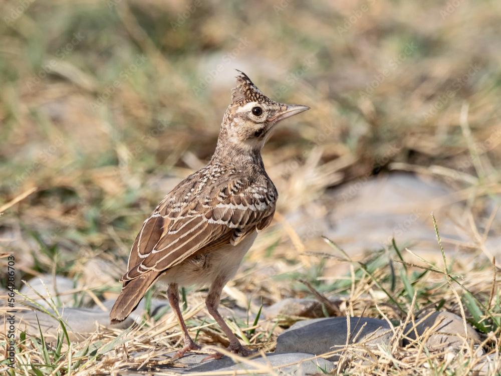 crested lark Galerida cristata standing on stone crested lark Galerida cristata standing on stone