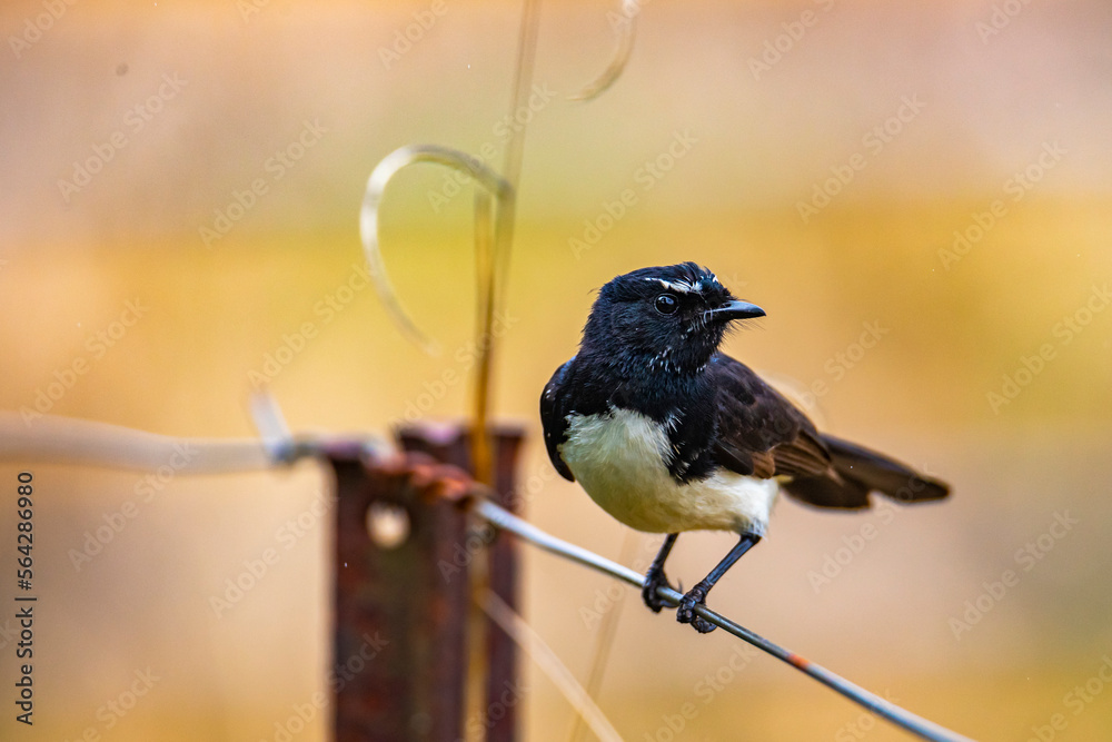 portrait of a cute willy (or willie) wagtail (Rhipidura leucophrys