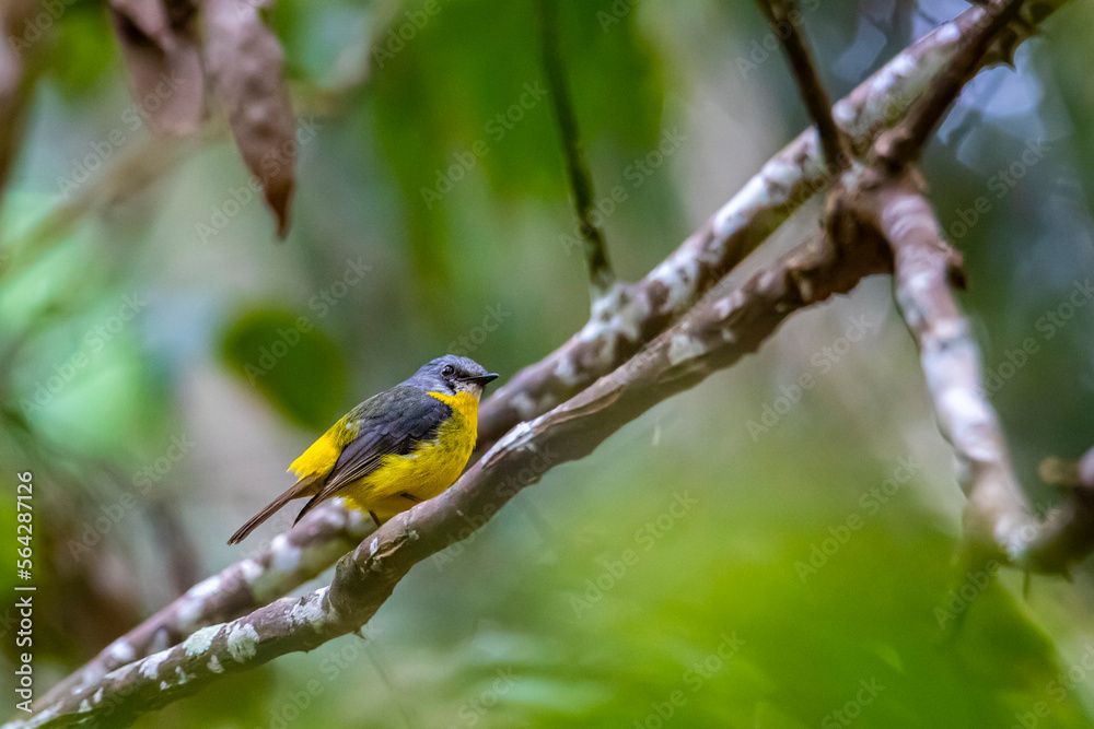 eastern yellow robin spotted in atherton tablelands rainforest in queensland, australia; cute wildlife of tropical queensland